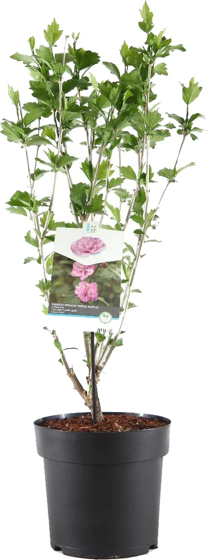 Chinese Roos (Hibiscus syriacus 'Purple Ruffles') H 80-100 cm