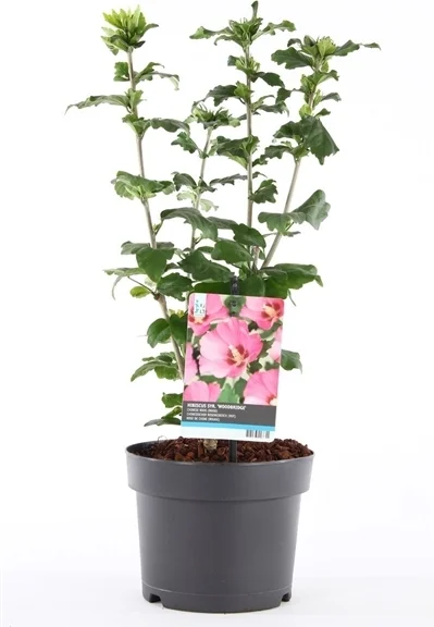 Chinese Roos (Hibiscus syriacus 'Woodbridge') H 125-150 cm