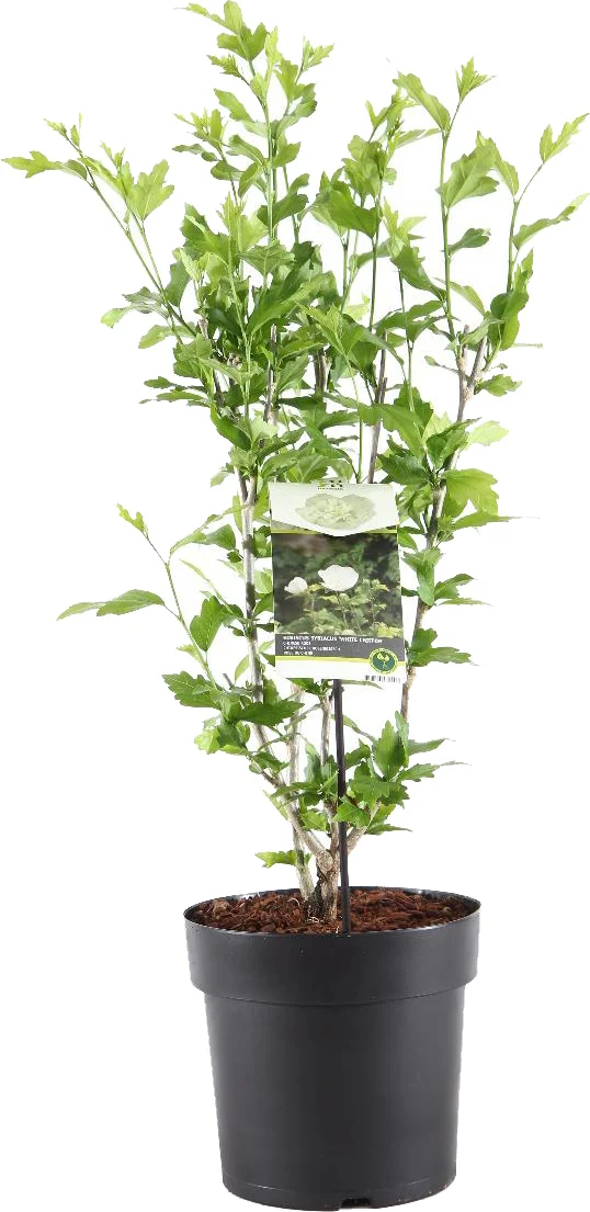 Chinese Roos (Hibiscus syriacus 'White Chiffon') H 80-100 cm