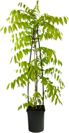 Blauwe regen (Wisteria sinensis 'Prolific') H 175-200 cm