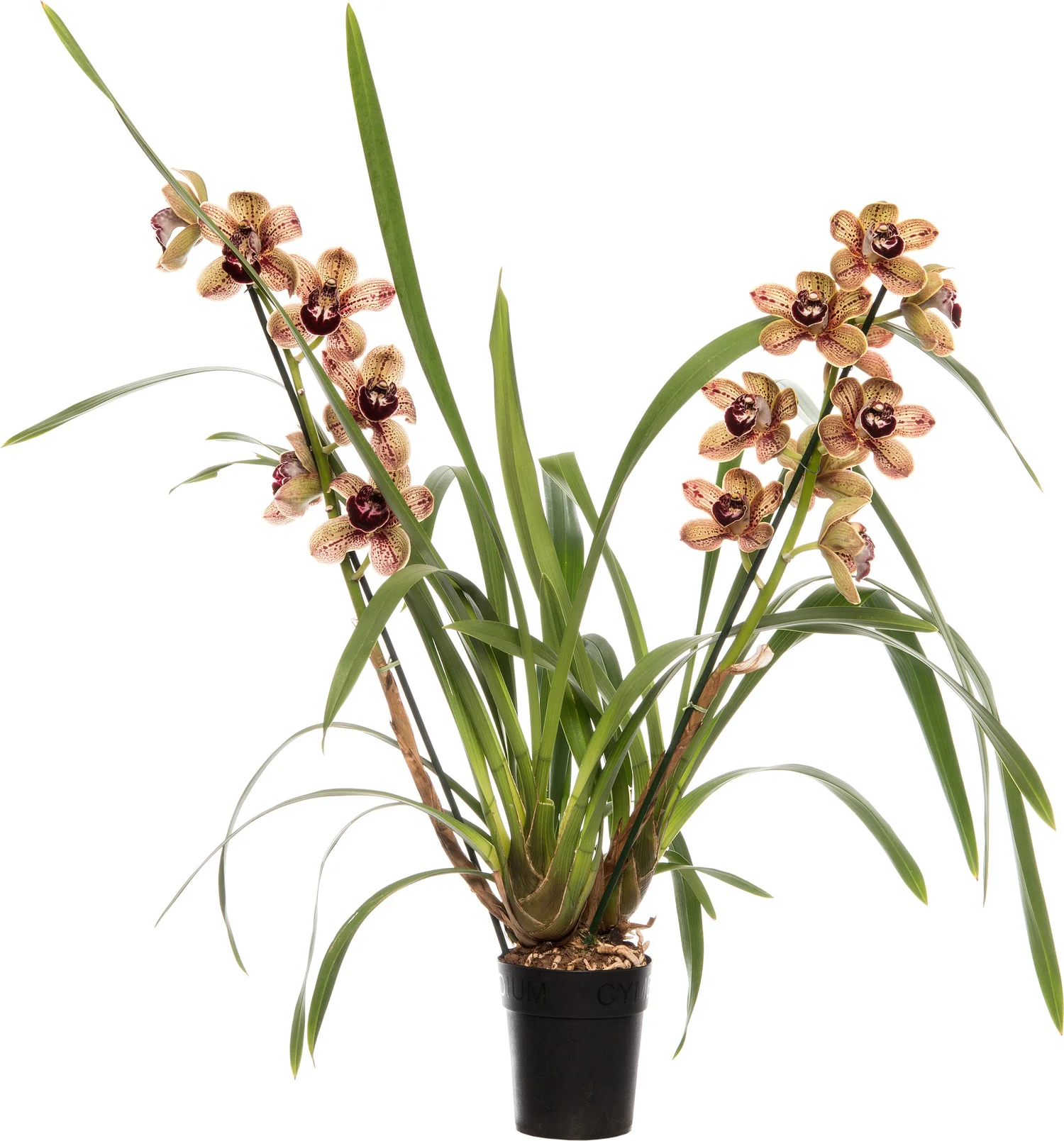 Aardorchidee (Cymbidium bruin 3-4 tak) D 14 H 80 cm