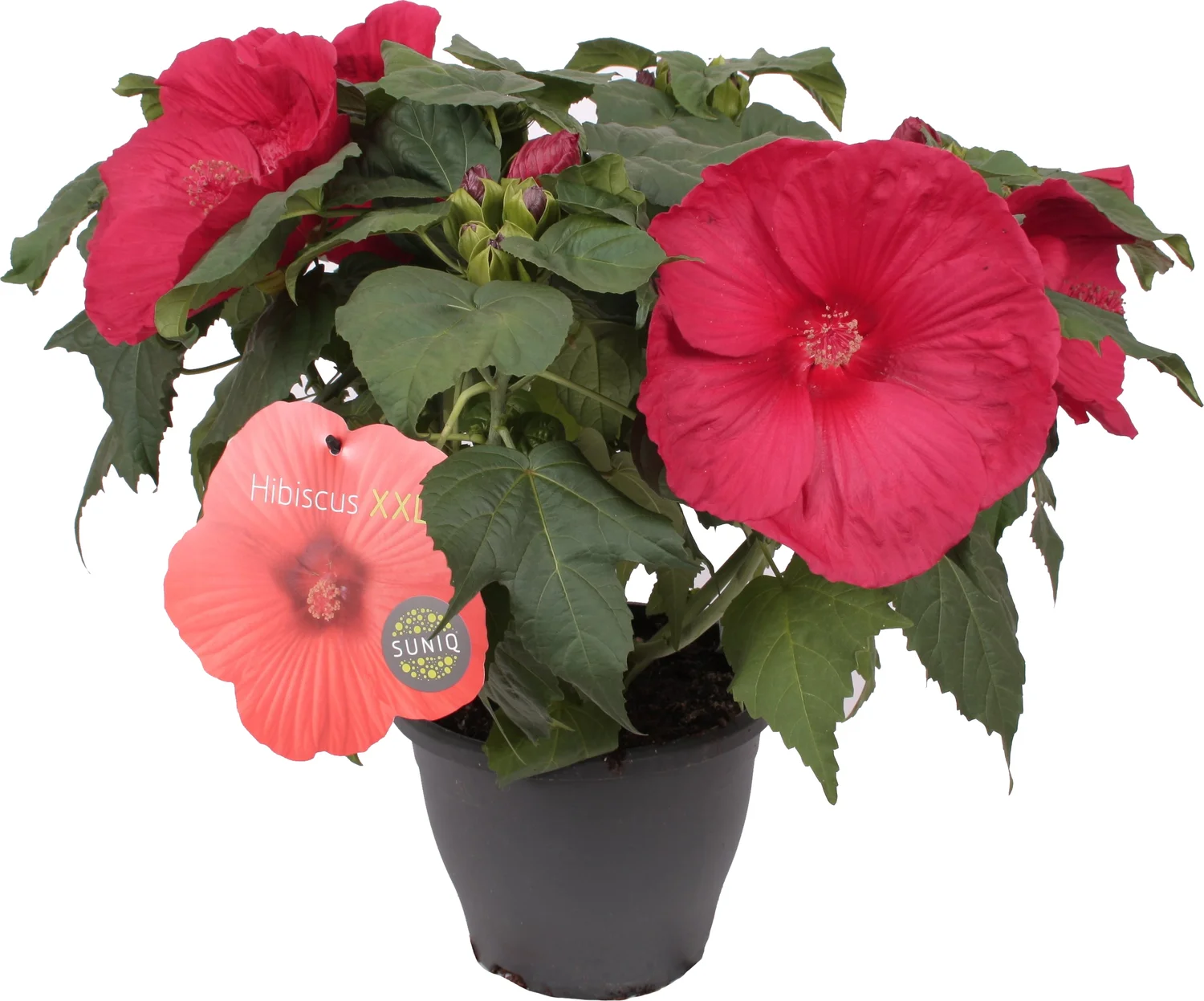 Chinese Roos (Hibiscus moscheutos 'Oak Red') D 23 H 50 cm