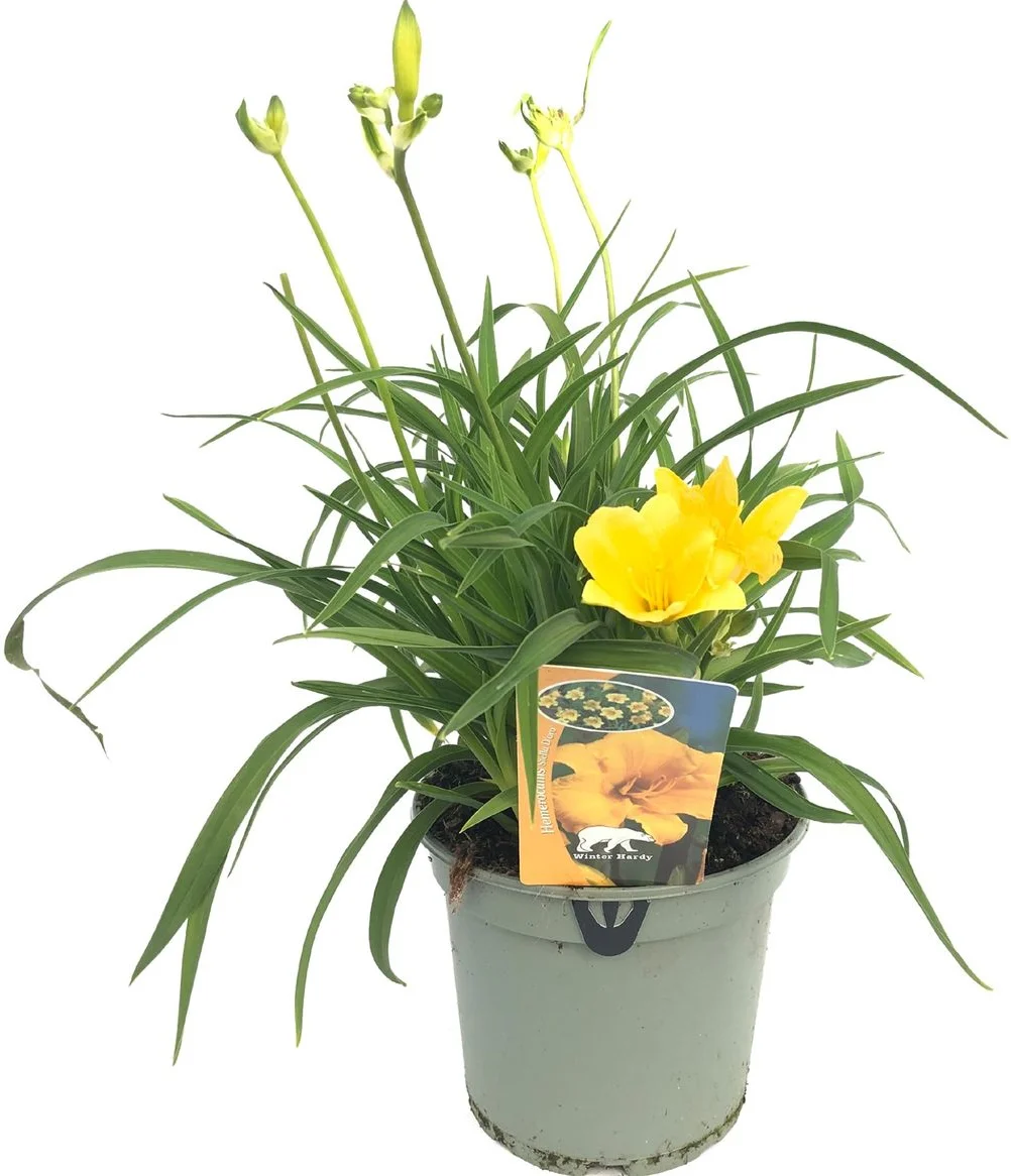 Daglelie (Hemerocallis 'Stella d'Oro') D 17 H 40 cm