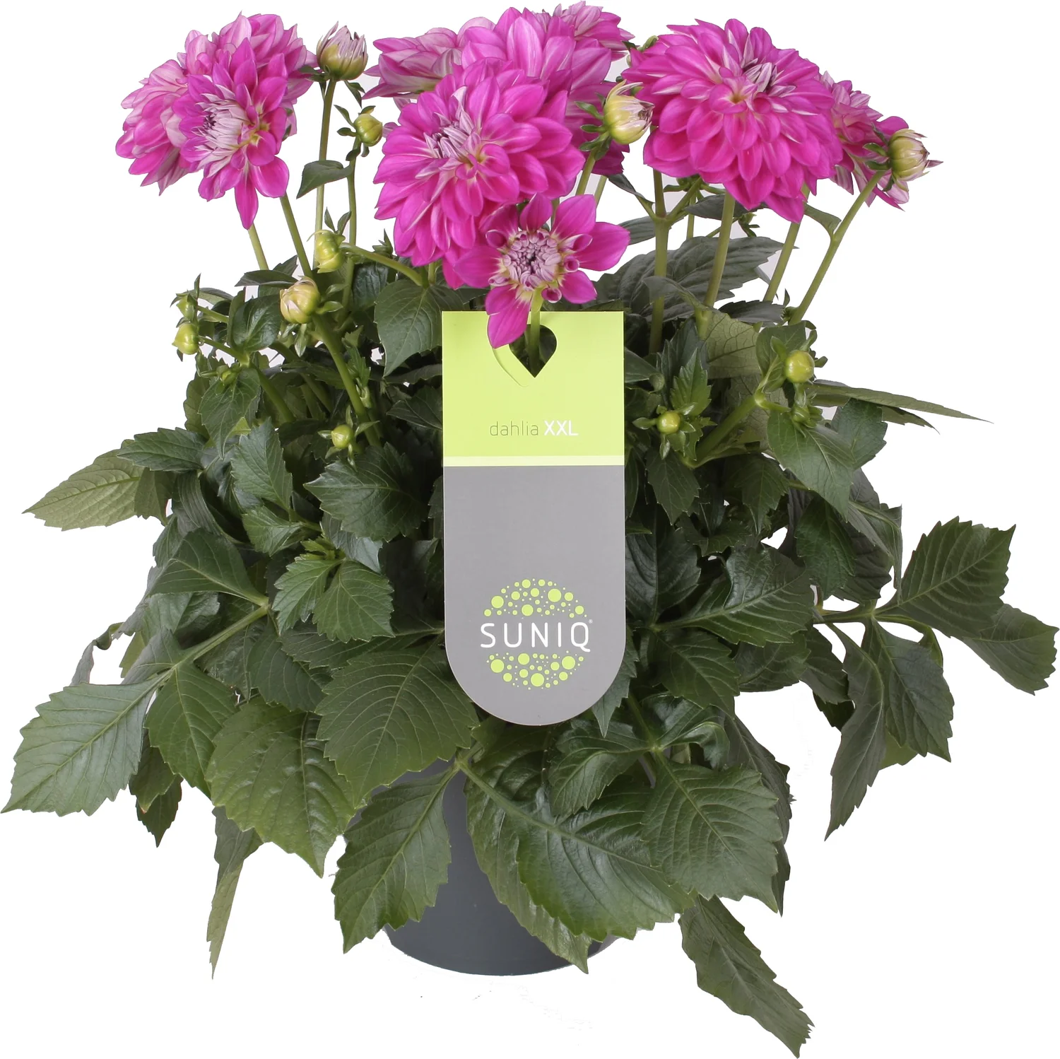 Dahlia (Dahlia 'Dalina Maxi Castillo') paars D 23 H 50 cm