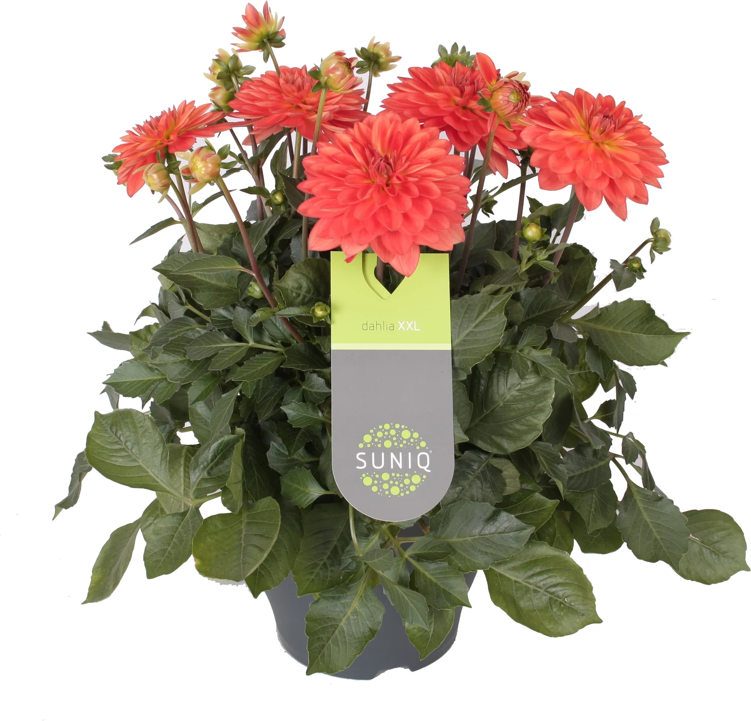 Dahlia (Dahlia 'Dalina Maxi Emilio') oranje D 23 H 50 cm