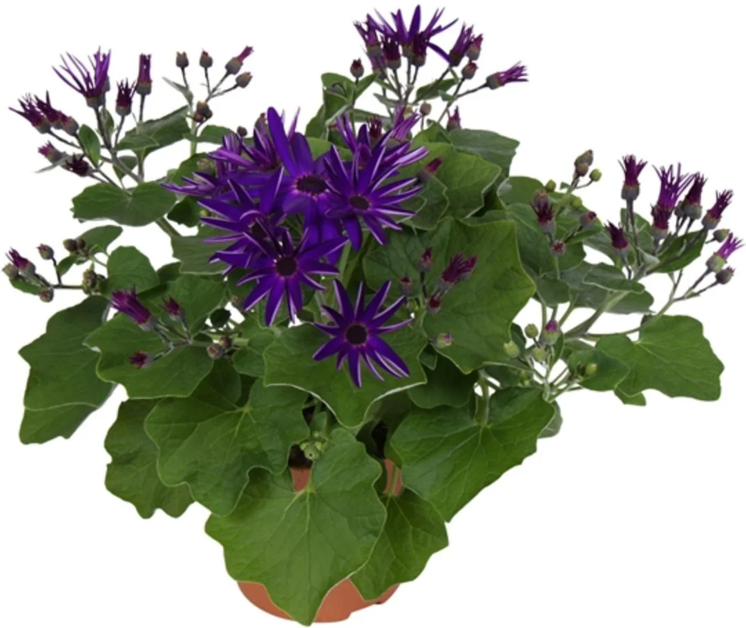 Bezemskruiskruid (Senecio 'Senetti Deep Blue') D 15 H 38 cm