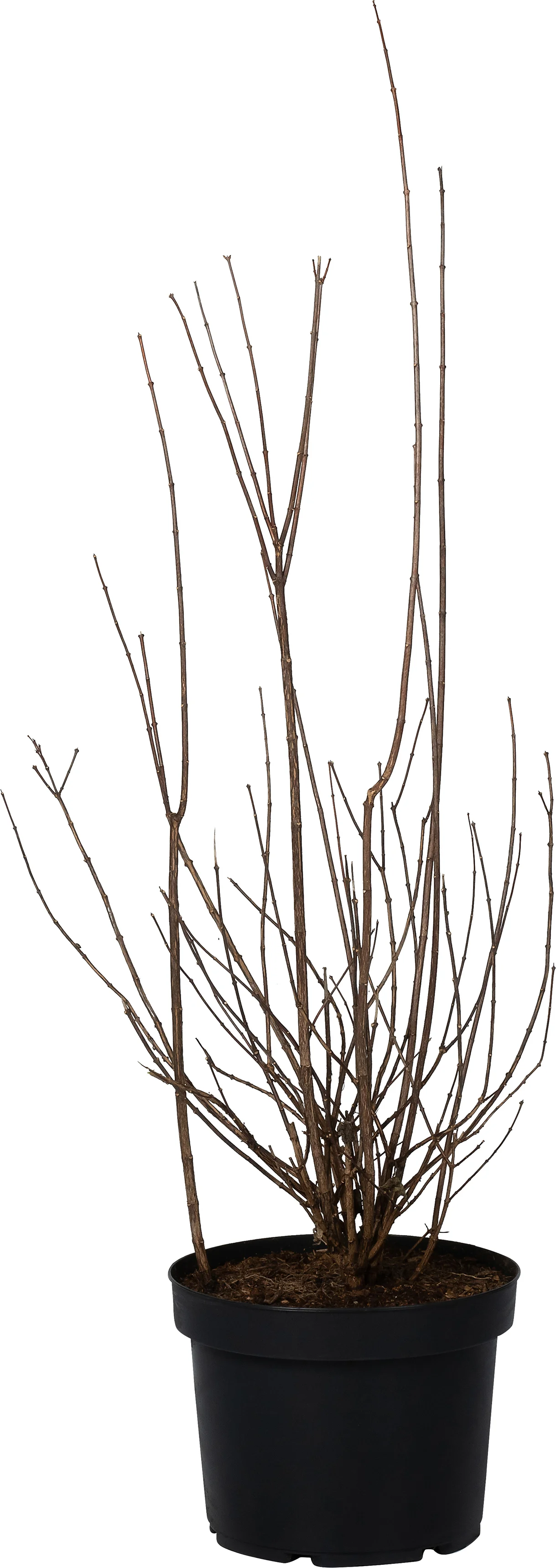 Boerenjasmijn (Philadelphus 'Virginal') D 29 H 60 cm
