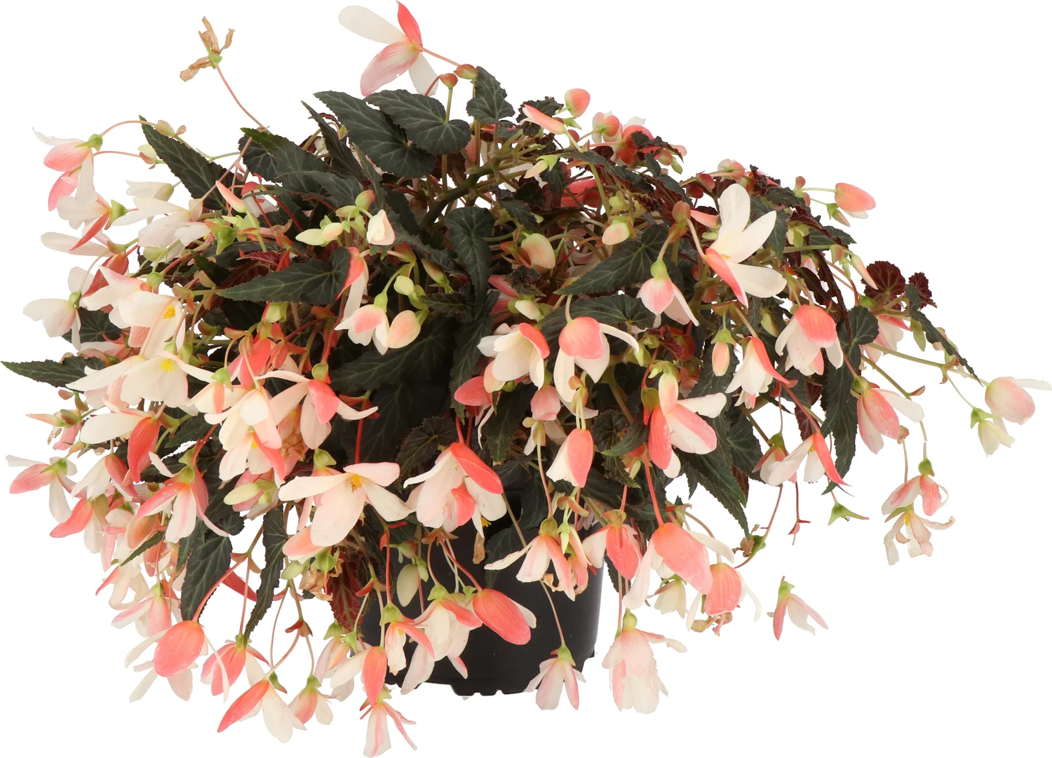 Begonia (Begonia boliviensis Dreams) D 12 H 20 cm