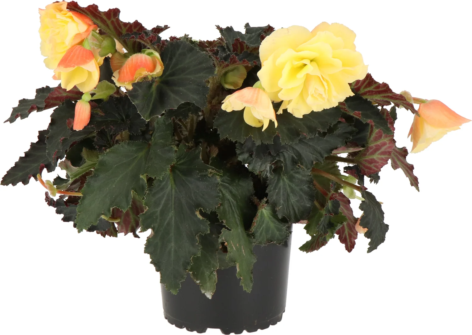 Begonia (Begonia l'Conia Dreams Portofino) D 12 H 20 cm