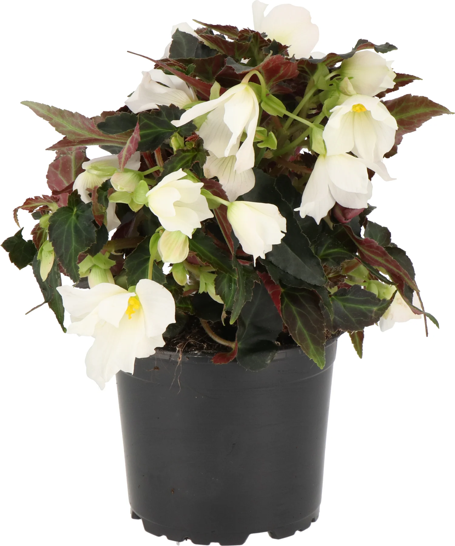 Begonia (Begonia Dreams Beauvilia White) D 12 H 20 cm