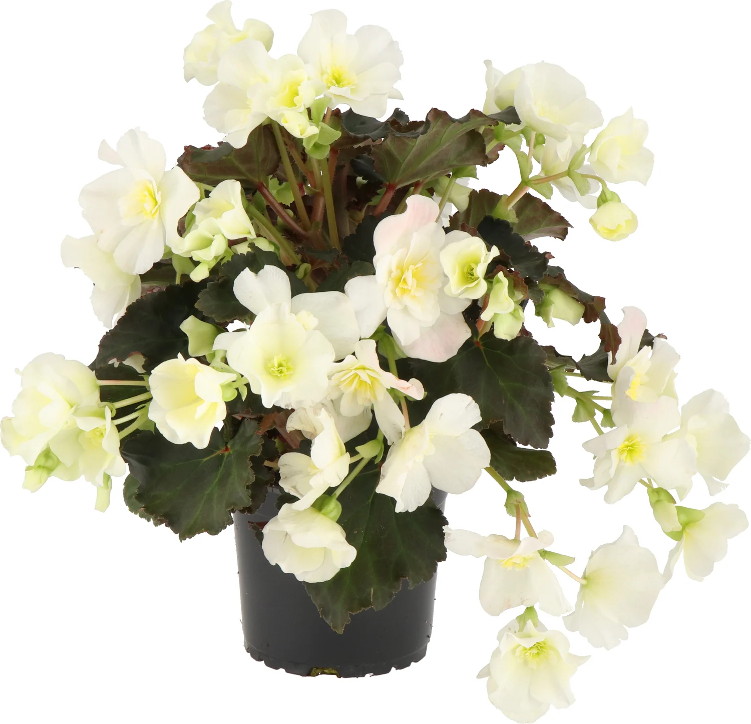 Begonia (Begonia Elatior Dreams Glory White) D 12 H 20 cm