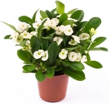 Christusdoorn (Euphorbia milii 'White') D 6 H 15 cm