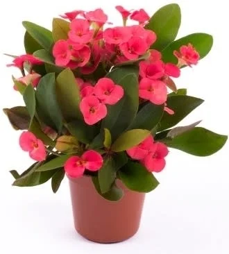 Christusdoorn (Euphorbia milii 'Red') D 6 H 15 cm