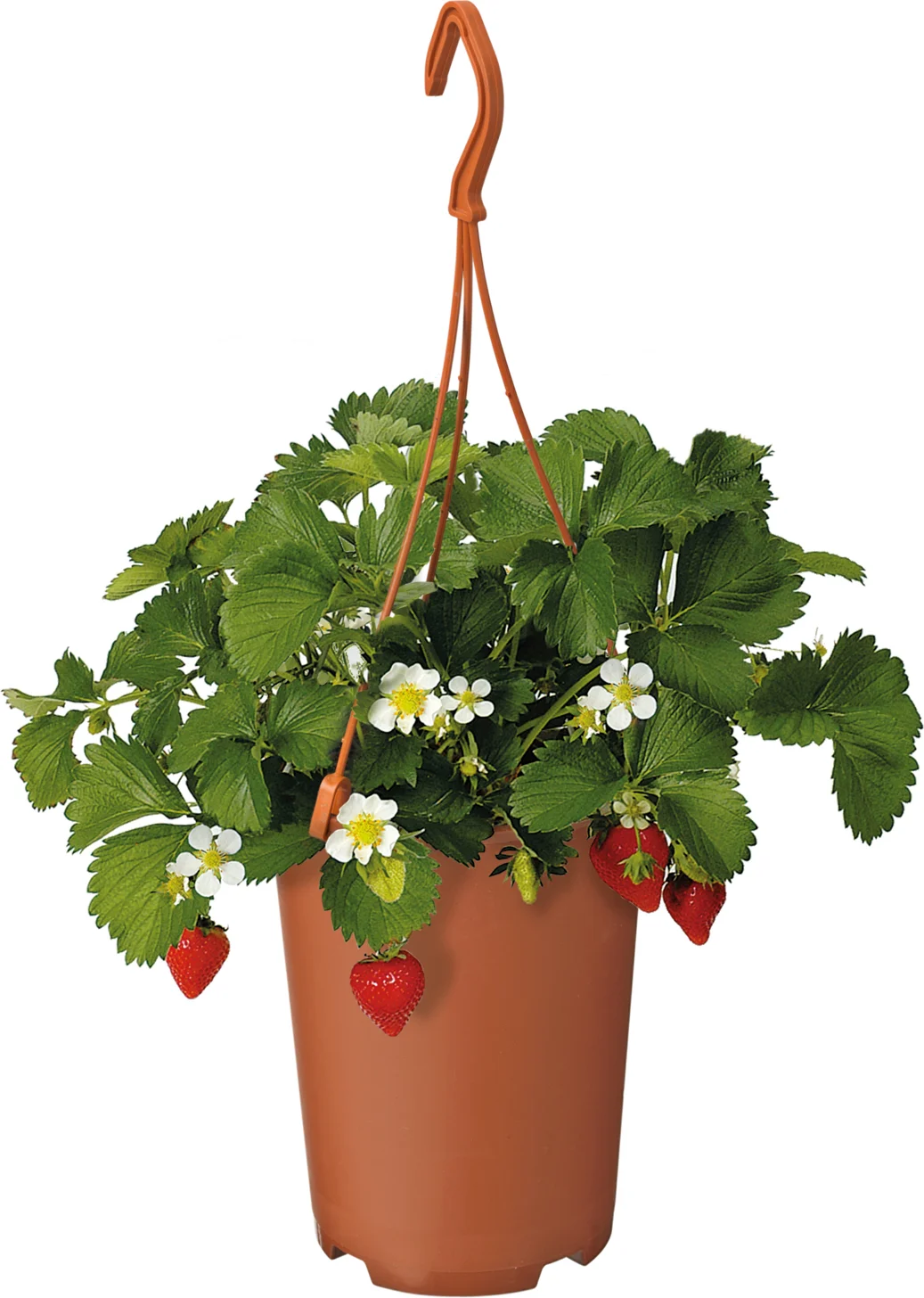 Aardbei (Fragaria ananassa 'Elsanta') D 19 H 30 cm
