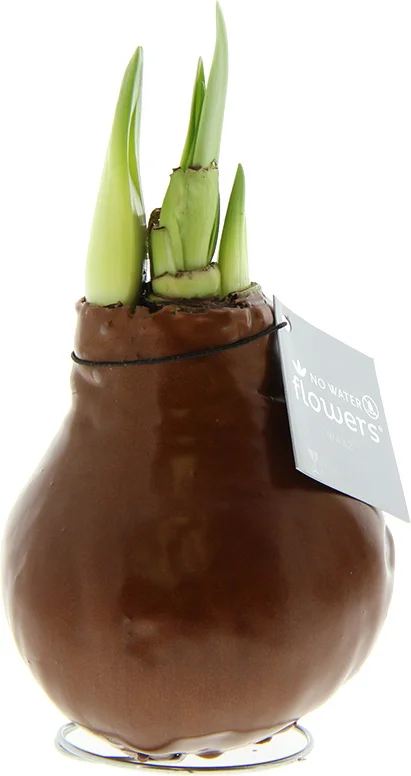 Amaryllis in wax (Hippeastrum 'Waxz Copper') H 15 cm