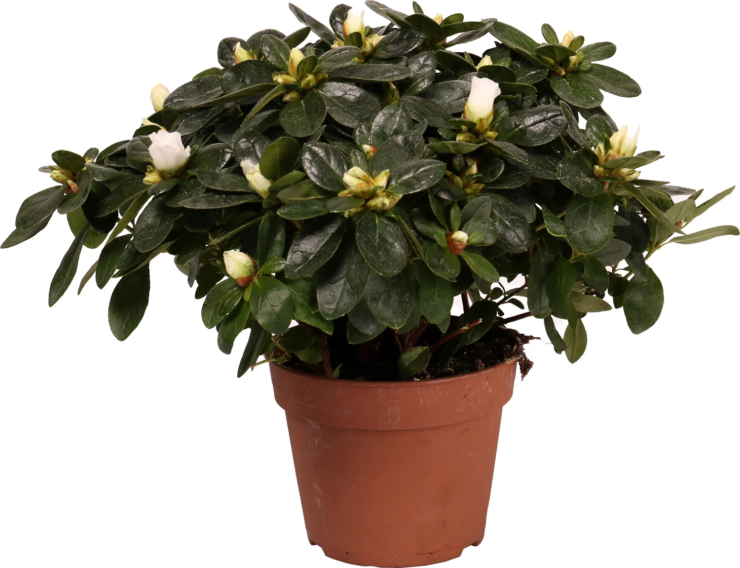 Azalea (Rhododendron luxe 'White') D 14 H 30 cm