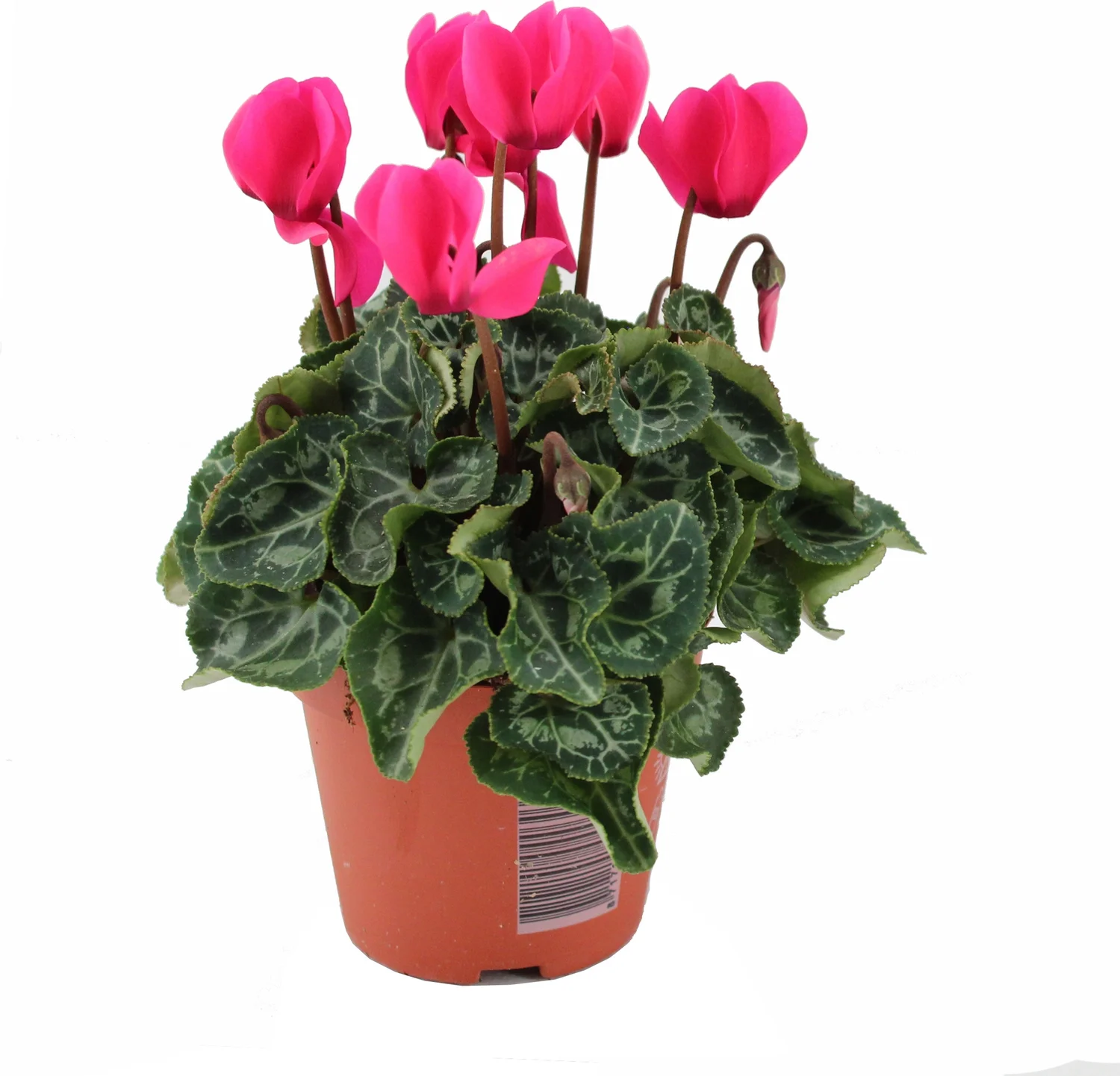 Cyclaam (Cyclamen 'Artic Red') D 9 H 15 cm