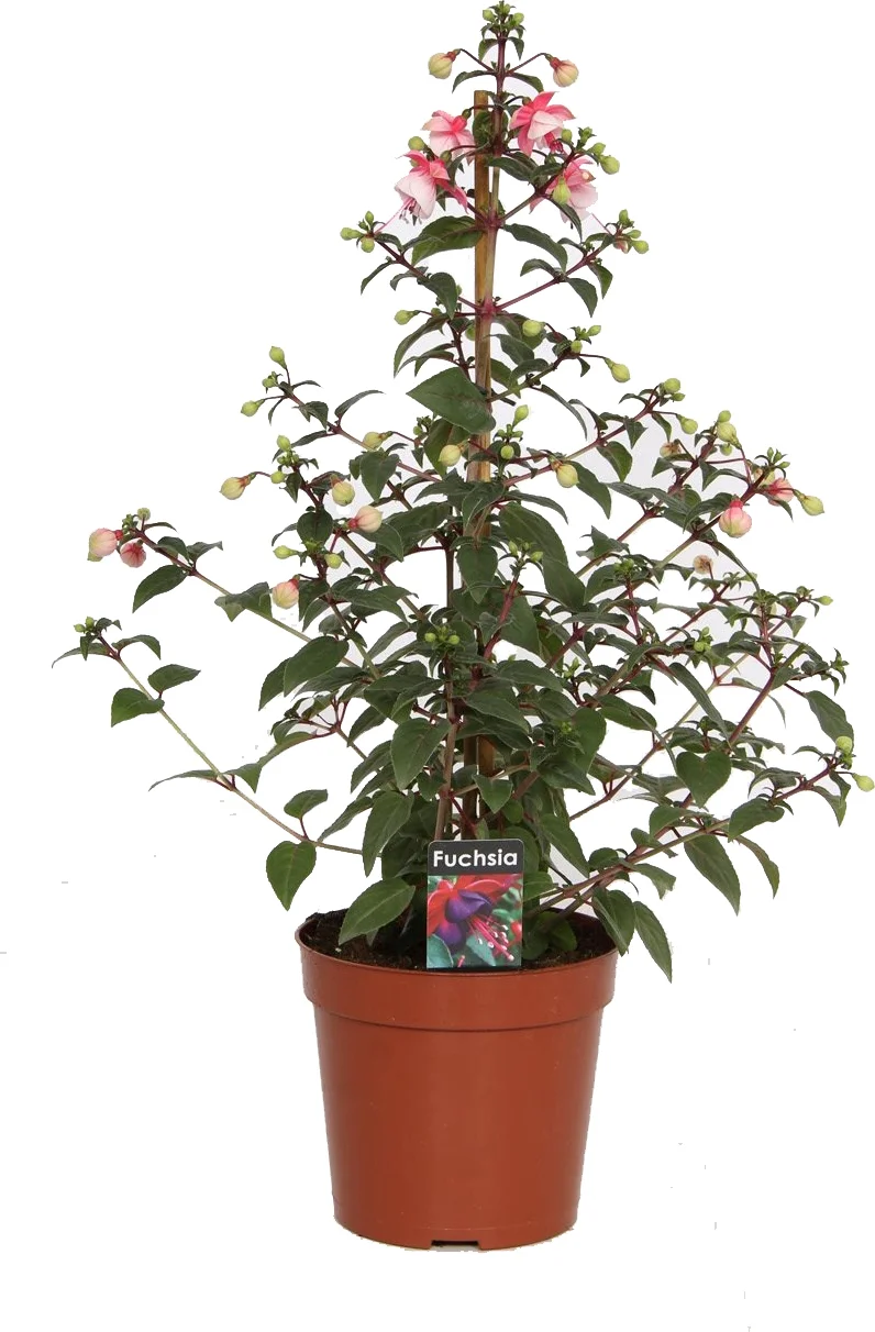 Bellenplant (Fuchsia) piramide D 17 H 60 cm