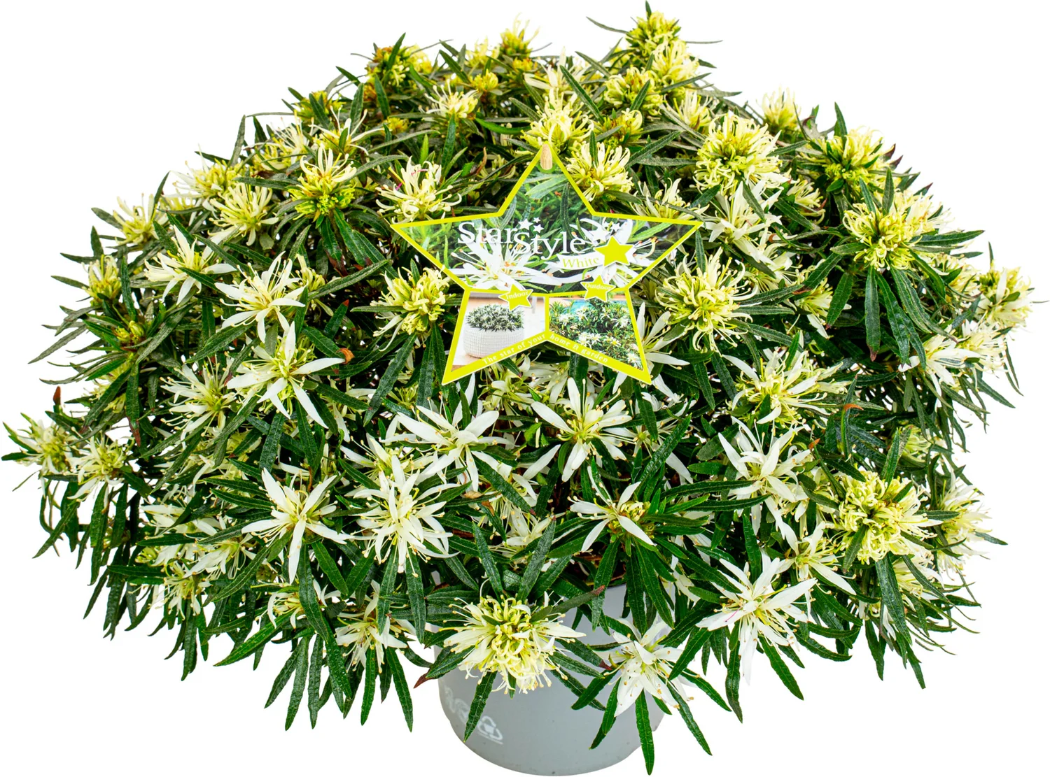 Azalea (Rhododendron Azalea StarStyle® 'White') D 19 H 40 cm