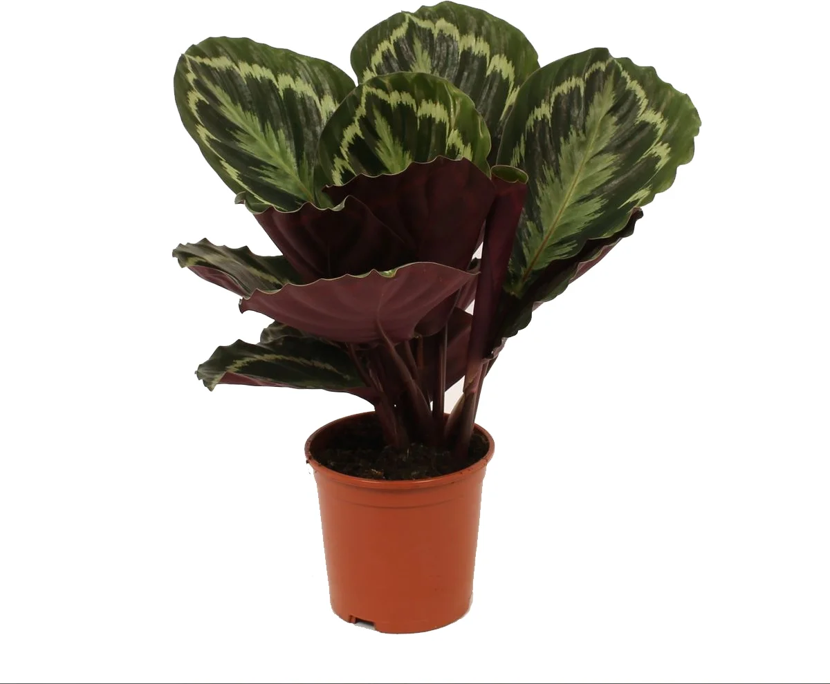 Calathea (Calathea 'Medallion') D 14 H 50 cm