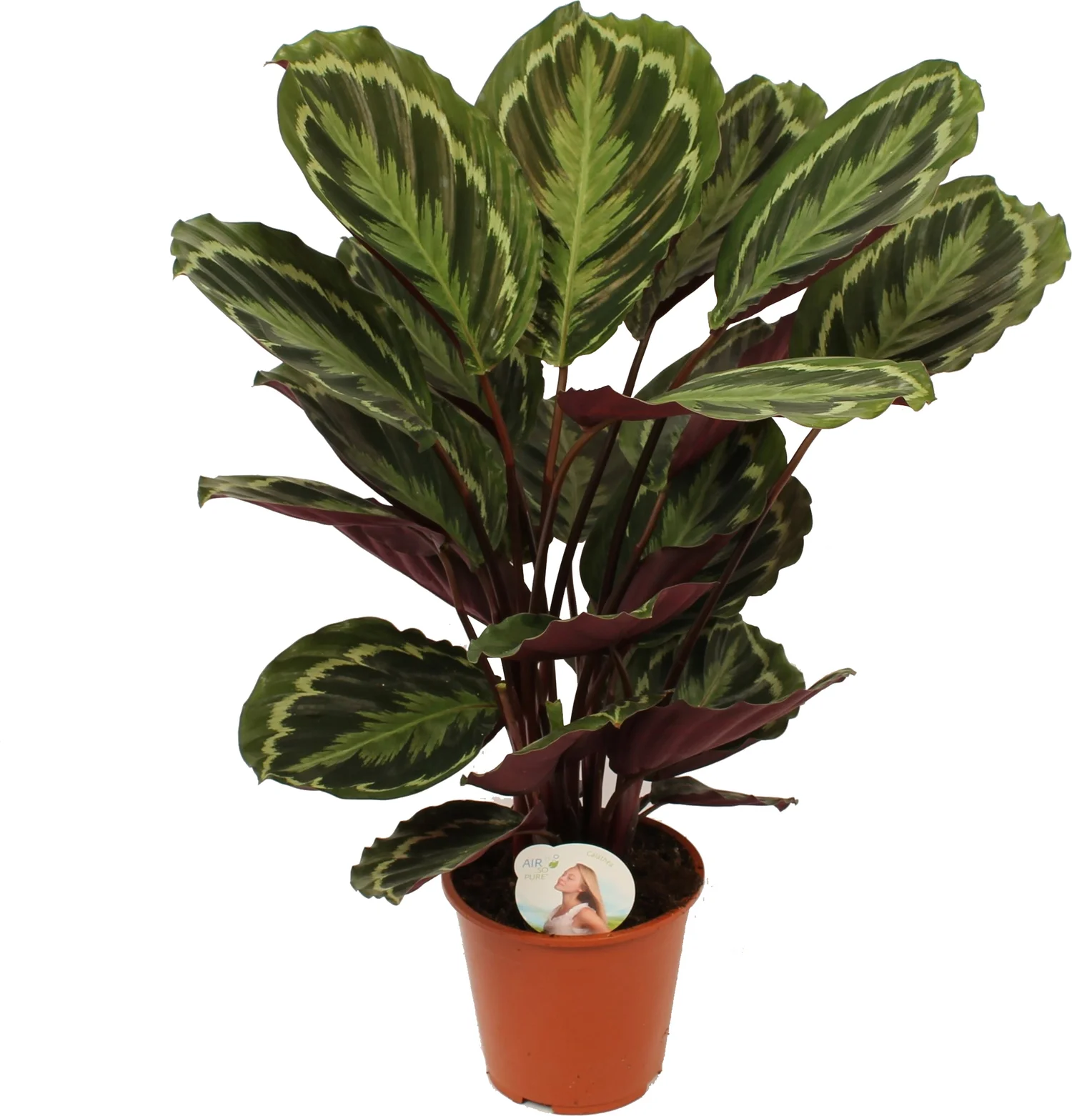Calathea (Calathea 'Medallion') D 19 H 75 cm