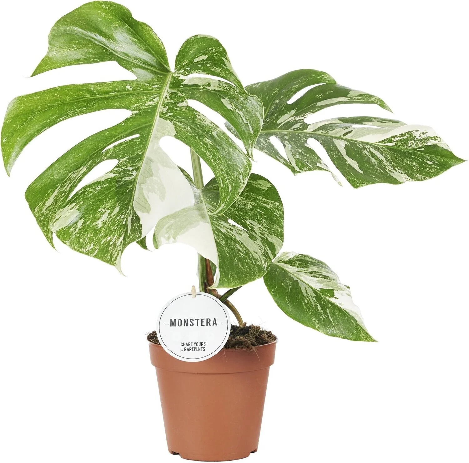 Bonte Gatenplant (Monstera deliciosa 'Variegata') D 15 H 45 cm