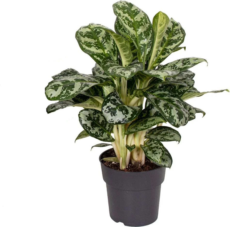 Aglaonema (Aglaonema 'Amazon Silver') D 19 H 45 cm