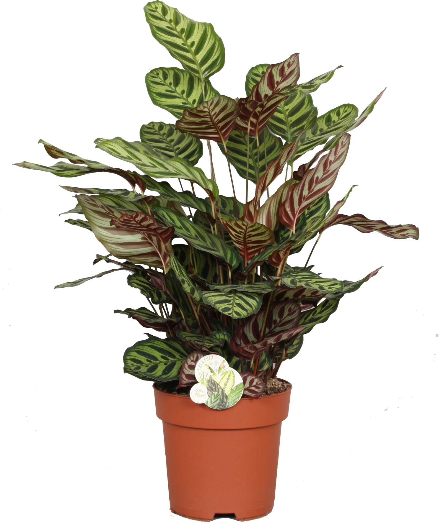 Calathea (Calathea makoyana) D 24 H 80 cm