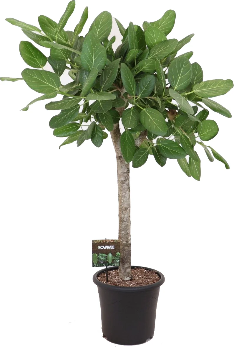 Banyanvijg op stam (Ficus benghalensis 'Audrey') D 32 H 140 cm