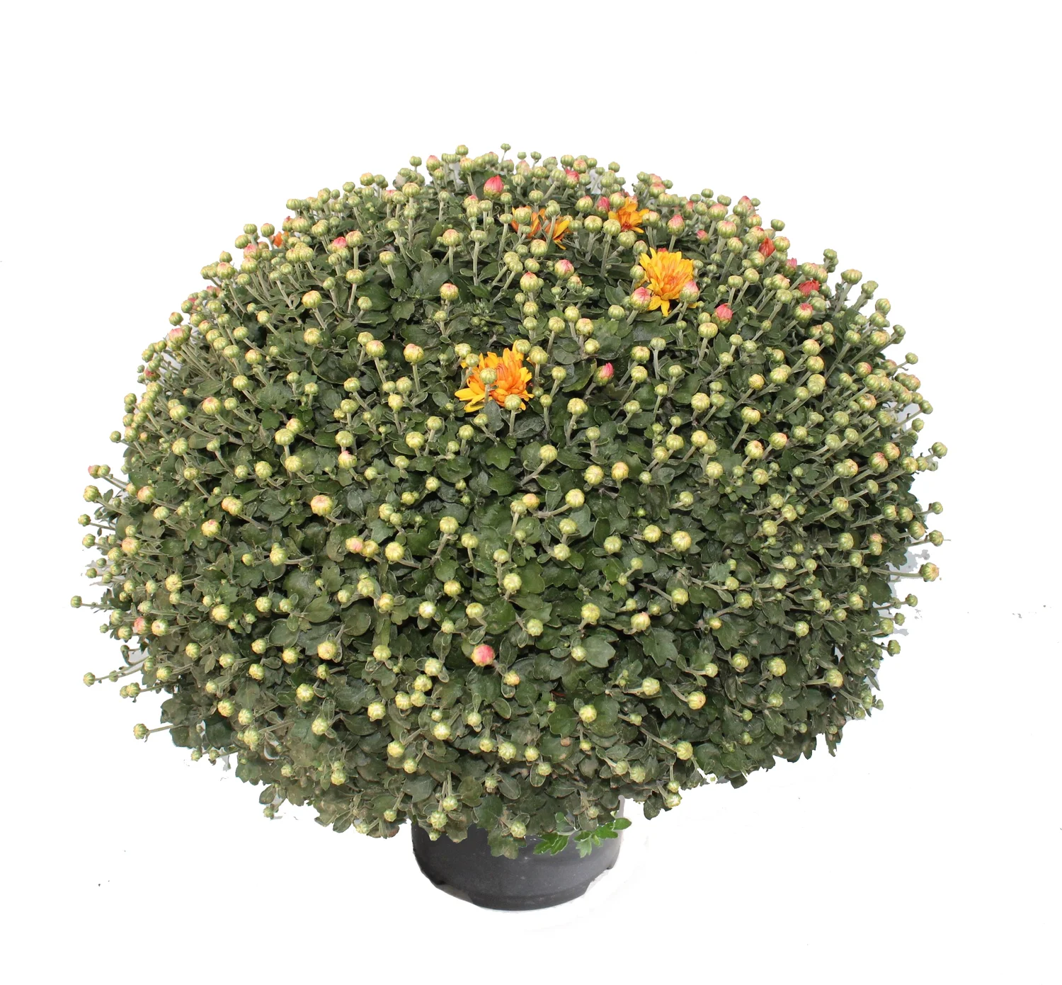 Bolchrysant (Chrysanthemum) oranje D 19 H 45 cm