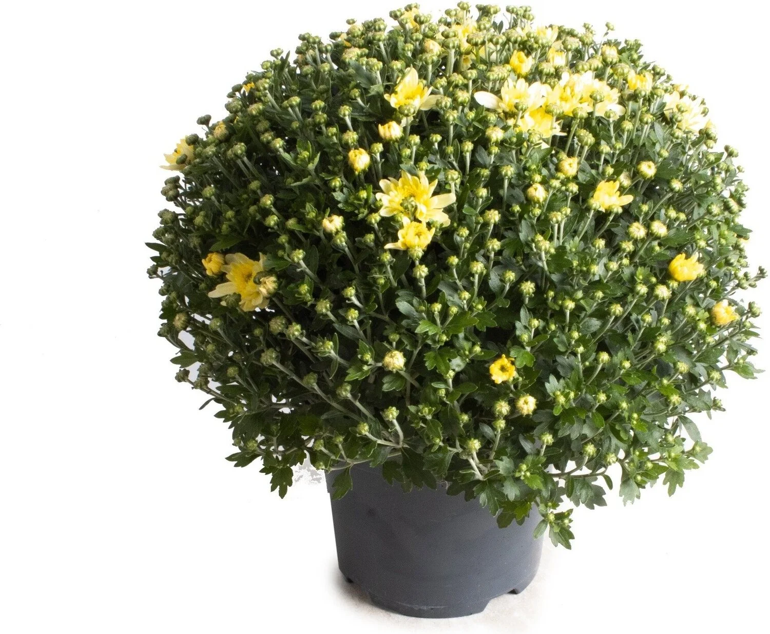 Bolchrysant (Chrysanthemum) geel D 19 H 45 cm