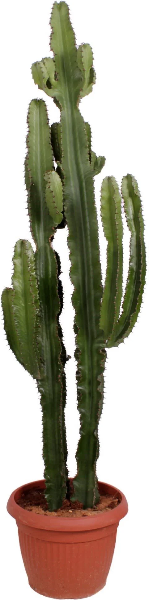 Cowboycactus (Euphorbia erytrea ) D 40 H 160 cm
