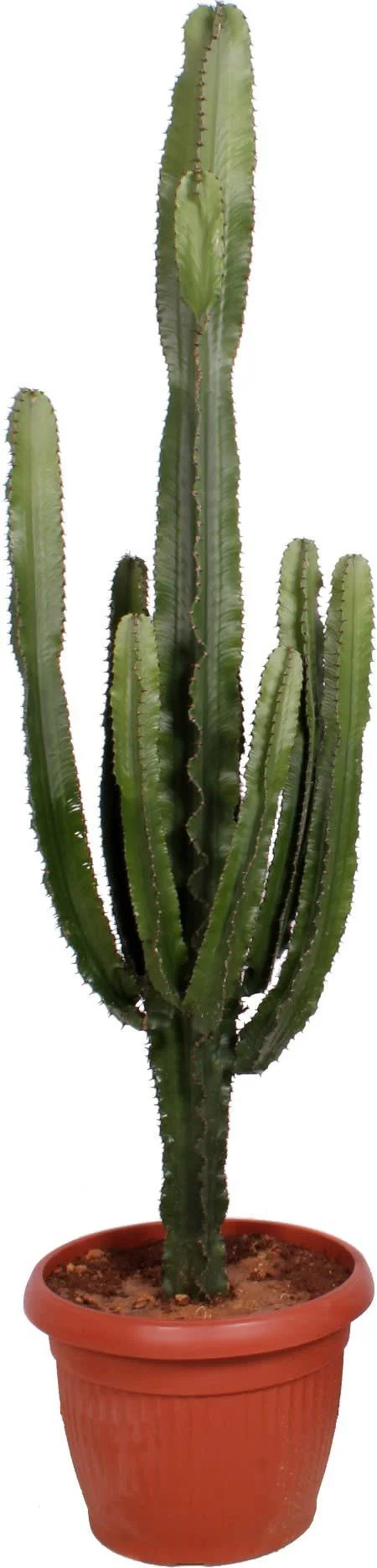 Cowboycactus (Euphorbia erytrea ) D 50 H 200 cm