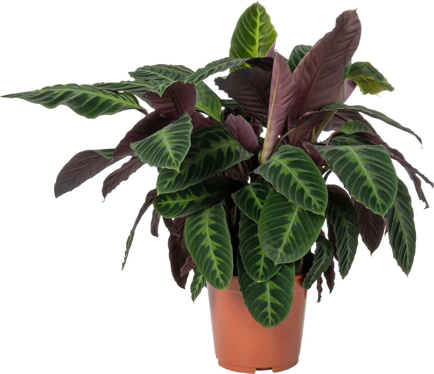 Calathea (Calathea warscewiczii) D 27 H 100 cm
