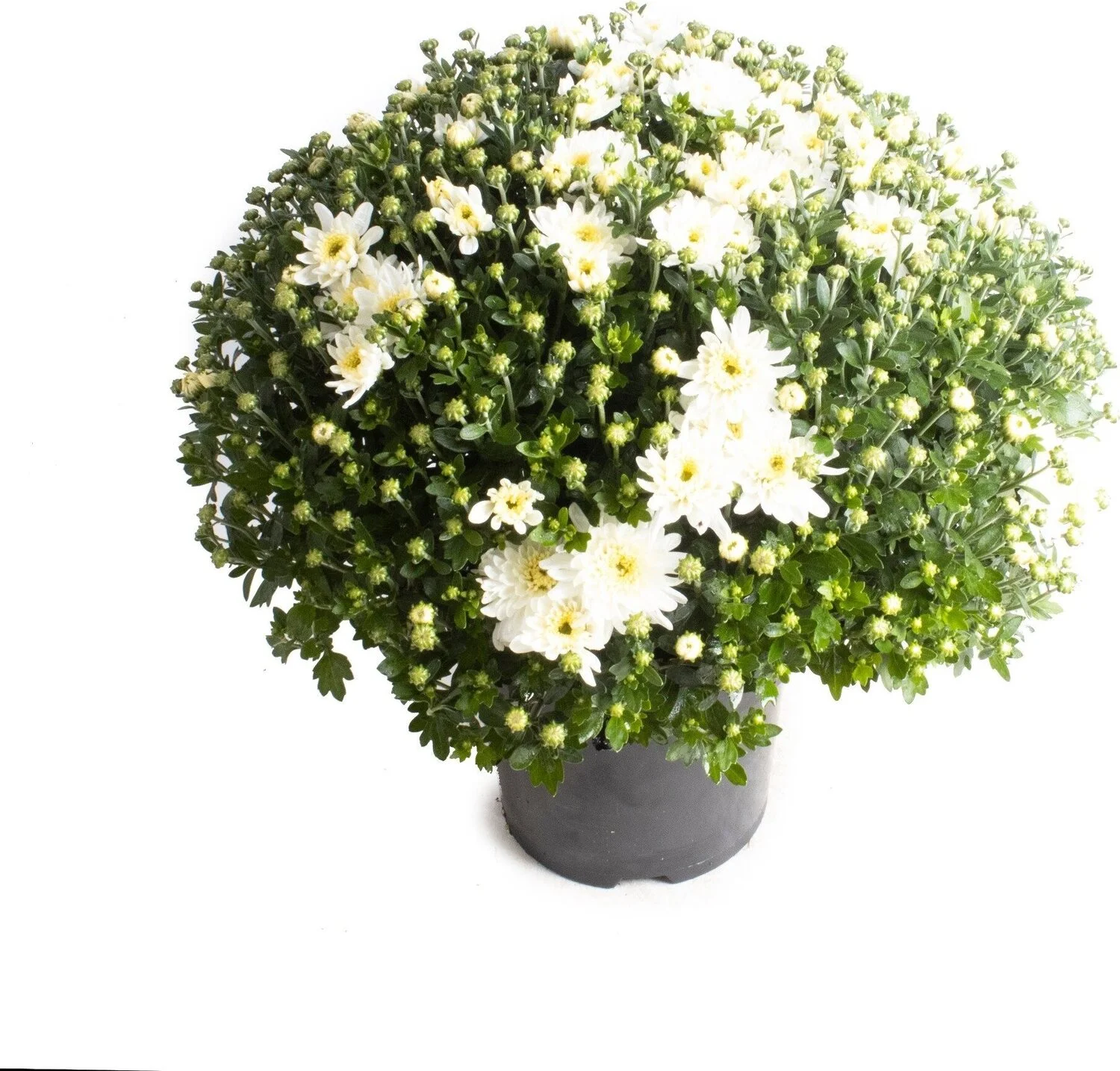Bolchrysant (Chrysanthemum) wit D 19 H 45 cm