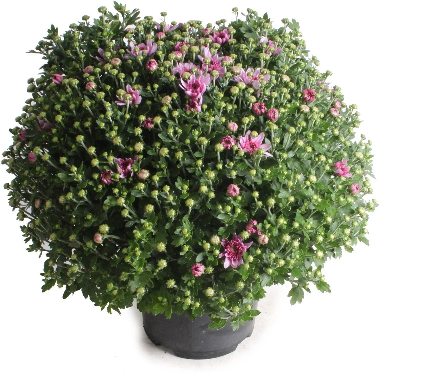 Bolchrysant (Chrysanthemum) paars D 19 H 45 cm