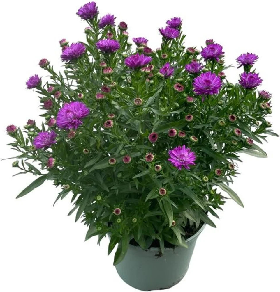 Aster (Aster novi-belgii 'Henry Purple') D 17 H 40 cm