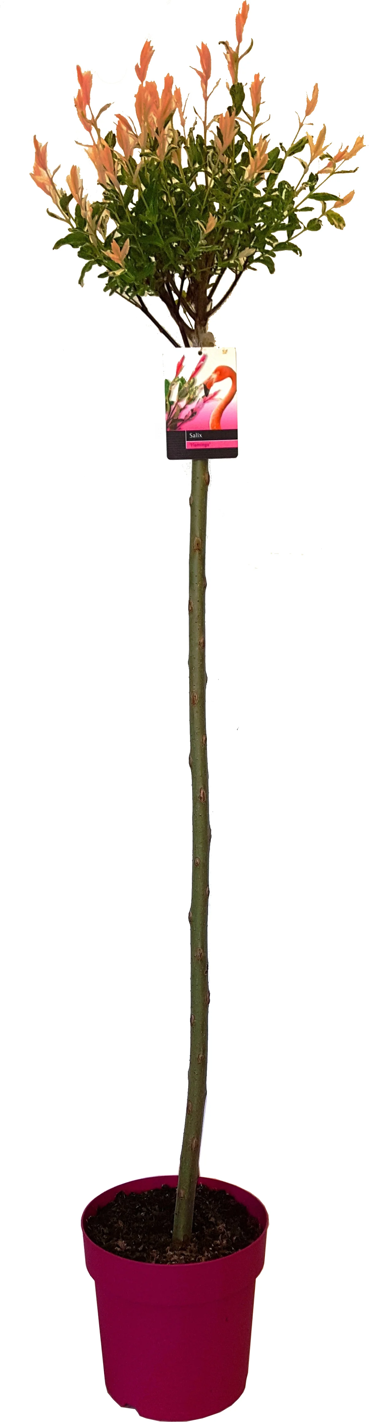 Bonte Wilg (Salix integra 'Flamingo') D 23 H 150 cm