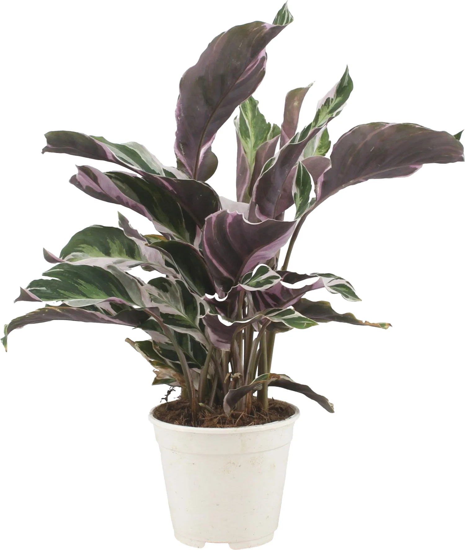 Calathea (Calathea 'Fusion White') D 10,5 H 35 cm