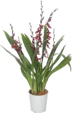 Cambria-orchidee (Cambria 'Barocco') D 12 H 50 cm