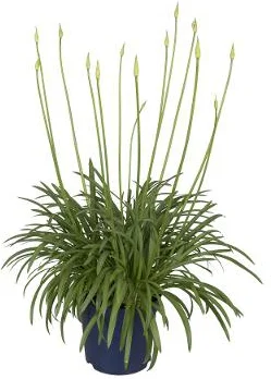Afrikaanse Lelie (Agapanthus africanus 'Amourette White') D 23 H 45 cm