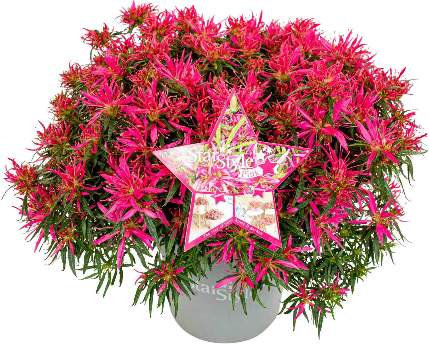 Azalea (Rhododendron Azalea StarStyle® 'Pink') D 10,5 H 25 cm