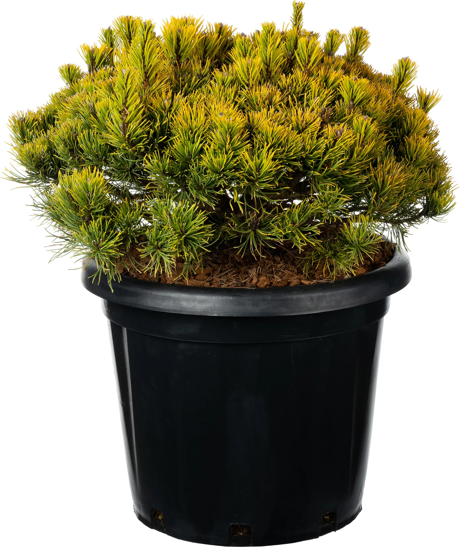 Bergden (Pinus mugo 'Carsten's Wintergold') D 38 H 40 cm