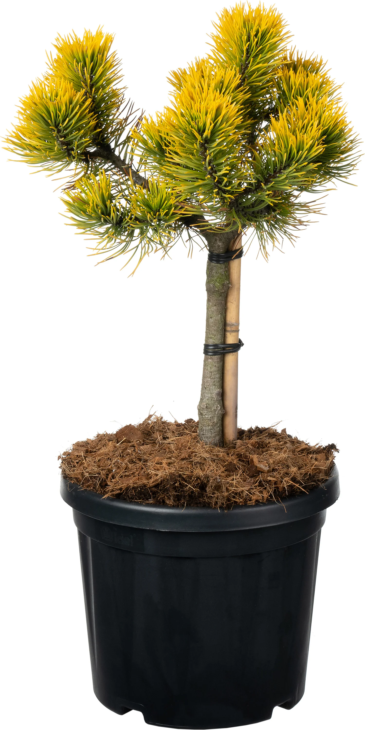 Bergden (Pinus mugo 'Carsten's Wintergold') D 23 H 80 cm