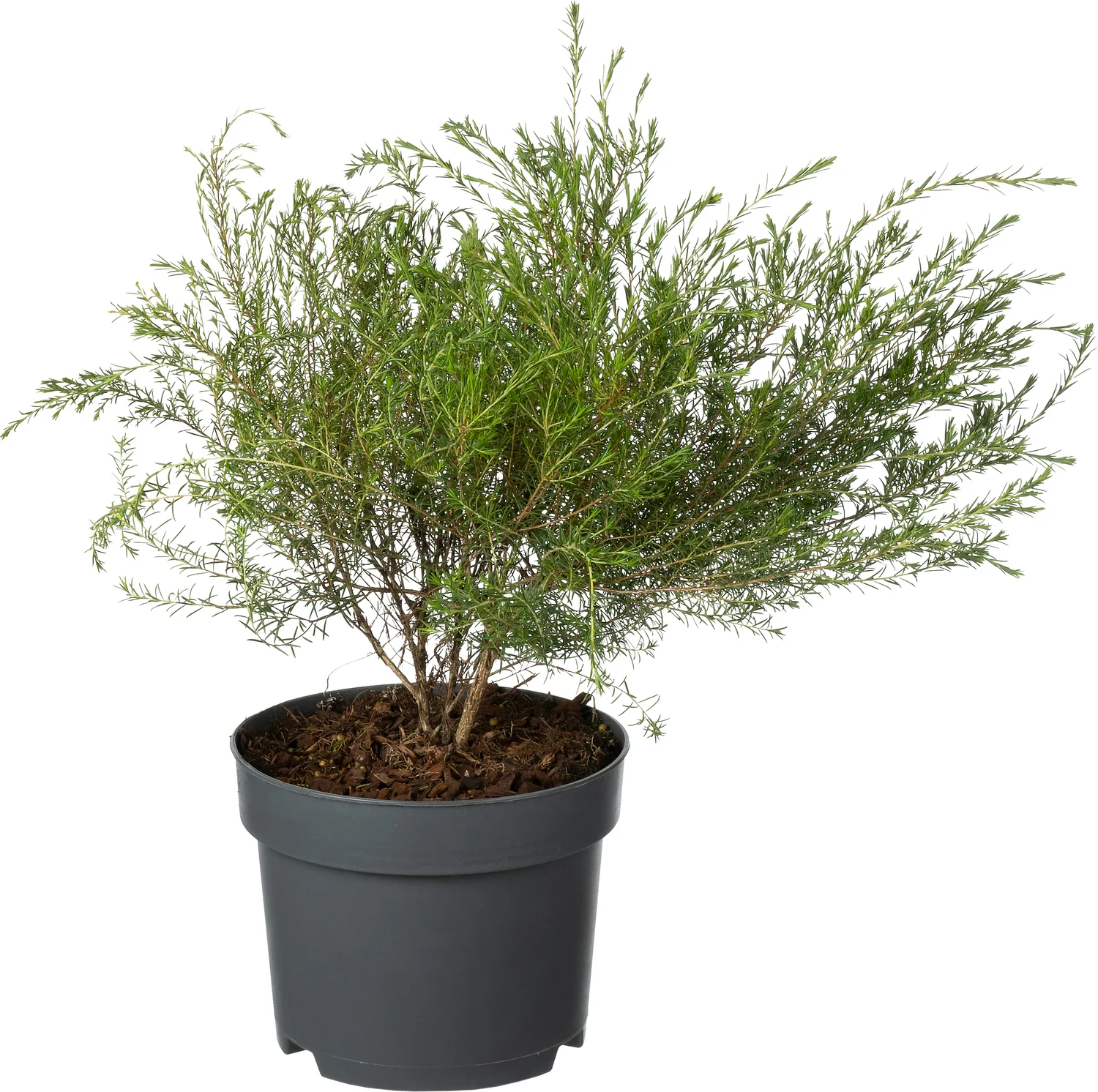 Confettistruik (Diosma hirsuta 'Pink Fountain') D 17 H 30 cm