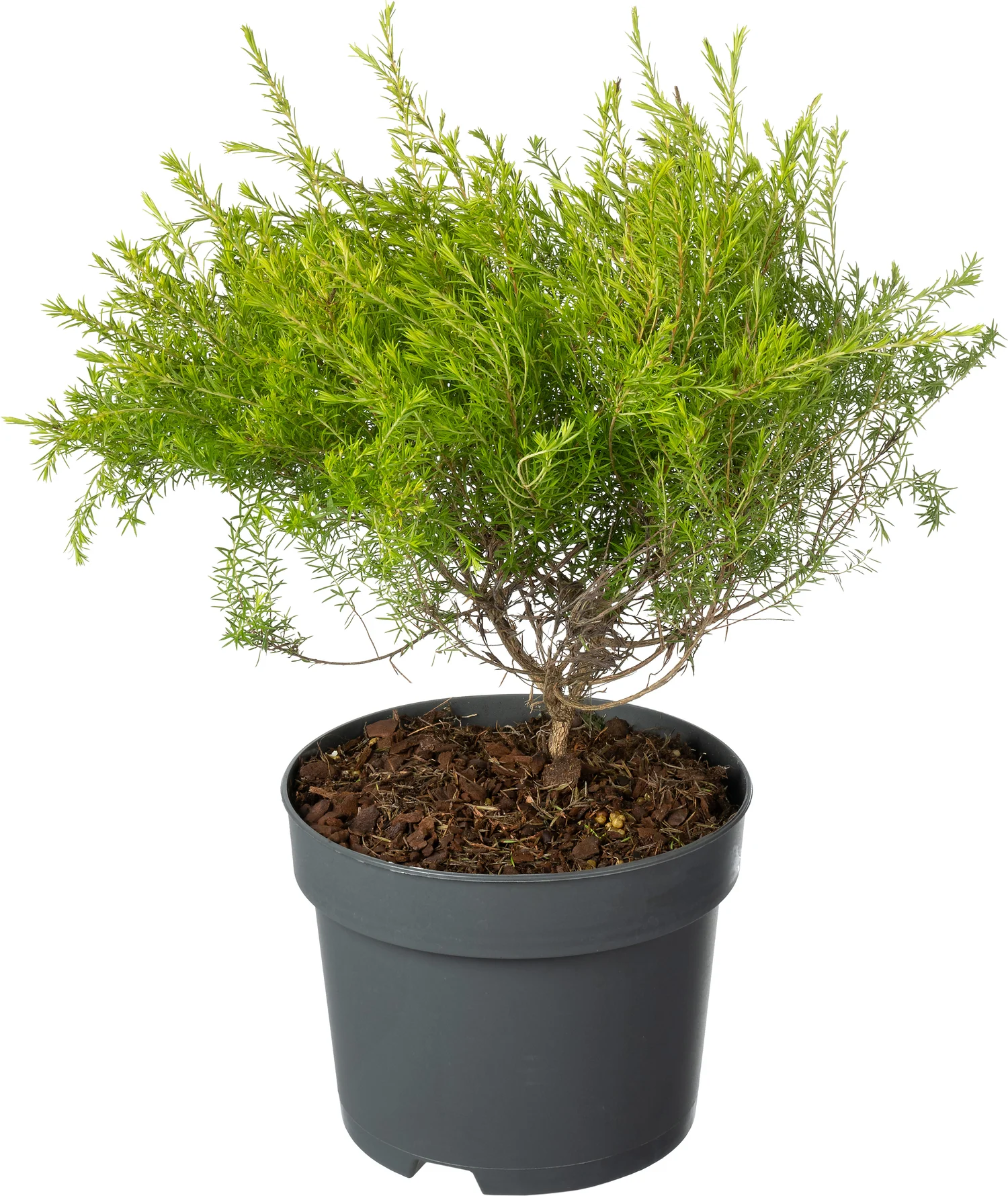 Confettistruik (Diosma hirsuta 'Sunset Gold') D 17 H 30 cm