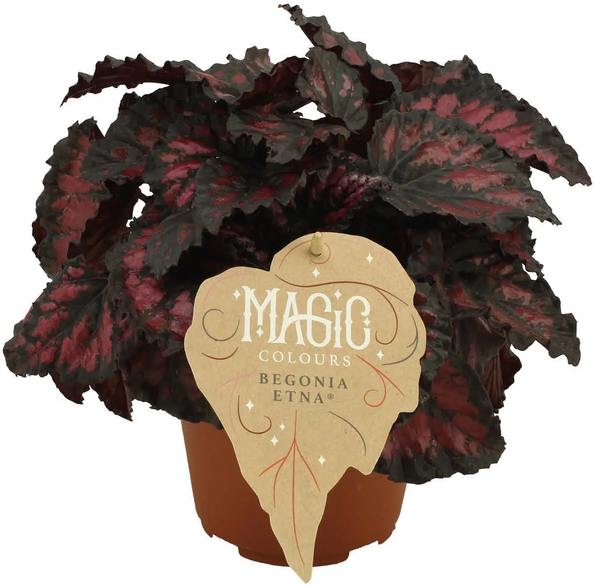Bladbegonia (Begonia rex (MC) 'Etna') D 12 H 25 cm