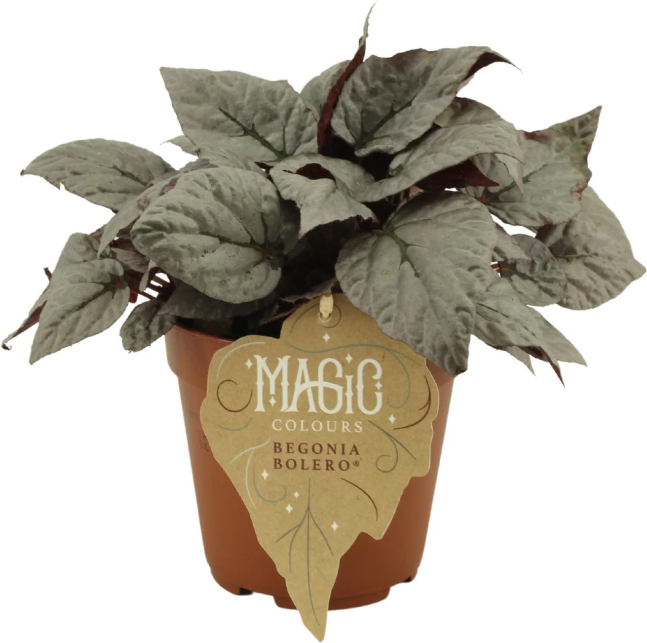 Bladbegonia (Begonia rex (MC) 'Bolero') D 12 H 25 cm