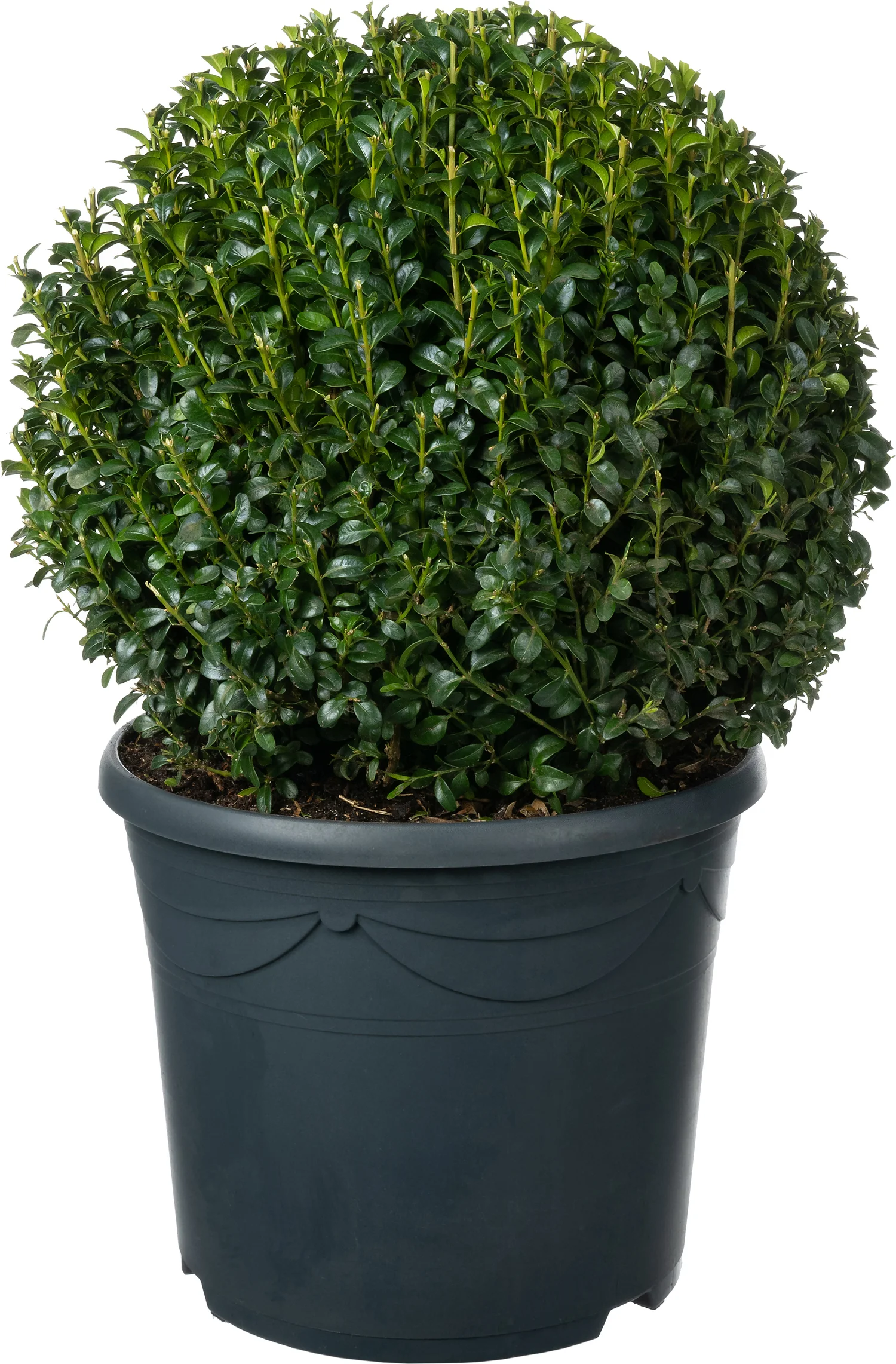Buxus (Buxus sempervirens) D 32 H 35 cm
