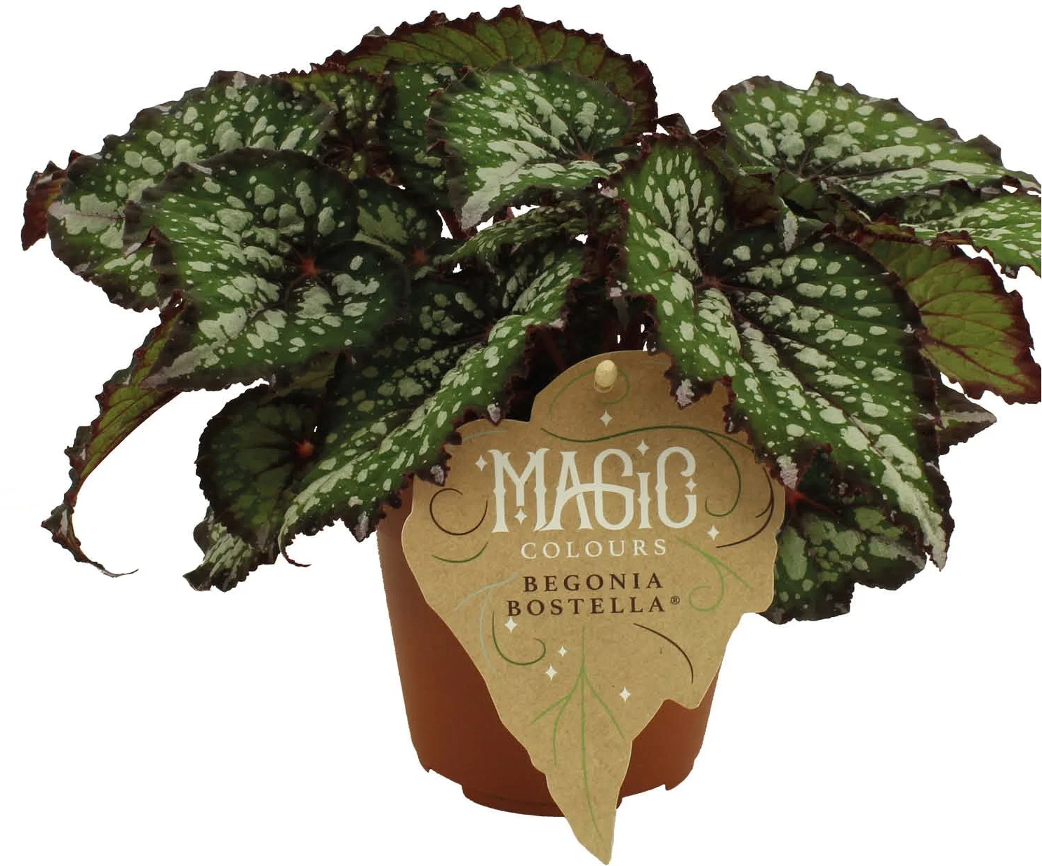 Bladbegonia (Begonia rex (MC) 'Bostella') D 12 H 25 cm